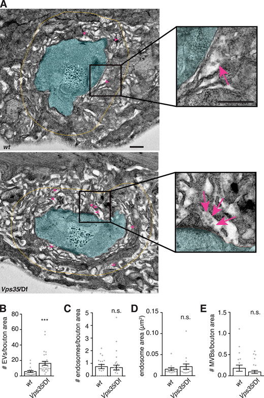 Retromer mutants exhibit more EV-sized vesicles in the postsynaptic cleft, but do not exhibit changes in neuronal endosome profiles. (A) Transmission EM of thin sections showing muscle 6/7. Boutons are pseudocolored in cyan; yellow line indicates the perimeter of the region <1 µm from bouton plasma membrane, in which 40–100-nm vesicular structures were counted in the extracellular space. Magenta arrows indicate several examples of such EV-sized structures. Scale bar is 500 nm. (B)Vps35 mutants exhibit a greater number of 50–100-nm EV-sized vesicles in the postsynaptic cleft. (C and D) However, neither the number (C) nor size (D) of presynaptic endosomes (>100-nm vesicles) increases in a Vps35 mutant. (E) Presynaptic MVBs are rare at both control and Vps35 mutant synapses. Bar graphs show mean ± SEM; each data point represents measurements derived from a single bouton. See Table S3 for genotypes and statistical tests. ***, P < 0.001.