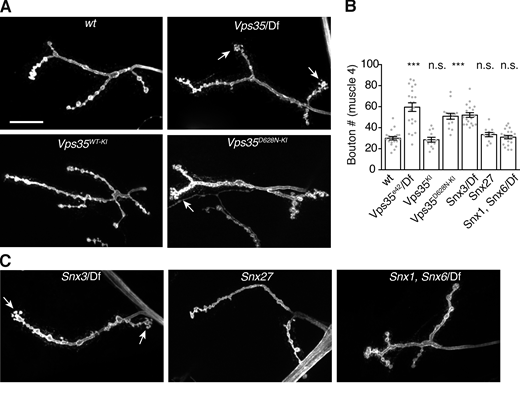 Control of synaptic growth depends on specific retromer-associated pathways.Vps35 null, Snx3, and Vps35D628N mutations cause an increase in bouton number at the NMJ, while mutations in retromer-associated Snx1, Snx6, and Snx27 have no effect. (A) MaxIPs of α-HRP–labeled muscle 4 NMJs in the indicated genotypes. Scale bar is 20 µm. (B) Quantification of bouton number for muscle 4, segments A2 and A3. (C) MaxIPs of α-HRP–labeled muscle 4 NMJs in the indicated genotypes. Scale is identical to A. See Table S3 for detailed genotypes and statistical tests. ***, P < 0.001. Refer to the image caption for details.