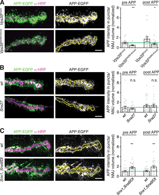 Control of EV Cargo levels depends on the Snx1/Snx6 ESCPE-1 complex but not Vps35D628N or Snx27. (A–C) Representative MaxIPs and quantification of APP-EGFP levels at muscle 6/7 NMJs in the indicated genotypes. Each condition is normalized to the mean intensity of wild-type control (green line). Bar graphs show mean ± SEM; dots show all data points representing individual NMJs. Yellow line indicates presynaptic region; scale bars are 5 µm. See Table S3 for detailed genotypes and statistical tests. *, P < 0.05; **, P < 0.01.