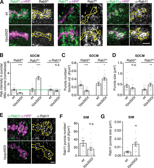 Endosome distribution in Vps35 mutants.(A) MaxIPs of confocal images of NMJs from larvae expressing endogenously tagged YFP-Rab7 or GFP-Rab5, or labeled with α-Rab11 antibodies, in control or Vps35/Df genotypes. (B) Quantification of fluorescence intensity from spinning-disk confocal microscopy (SDCM), normalized to mean intensity of wild-type control (green line). (C) Rab5 and Rab7-positive puncta density by SDCM. (D) Rab5 and Rab7-positive puncta size by SDCM. (E) SIM MaxIPs of NMJs from control or Vps35/Df genotypes, labeled with α-Rab11 antibodies. Rab11 puncta were too dense to distinguish by SDCM, so we used SIM to analyze individual endosomes. (F and G) Quantification of puncta density and size from E. Scale bars are 5 µm for SDCM, 2 µm for SIM. Presynaptic terminal marked with yellow line; bar graphs show mean ± SEM; dots show all data points representing individual NMJs. See Table S3 for genotypes and statistical tests. *, P < 0.05; **, P < 0.01; ***, P < 0.001.