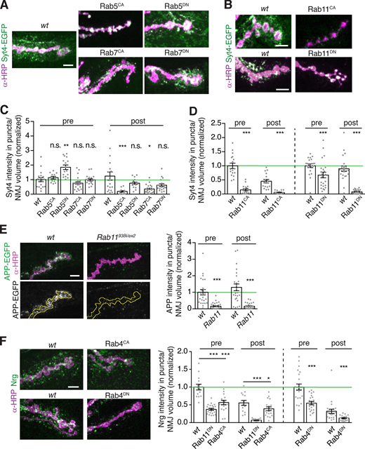 EV cargo accumulation depends on Rab11 and Rab4 activity.(A and B) MaxIPs and quantification of NMJs from larvae expressing endogenously tagged Syt4-EGFP with neuronally driven (GAL4C380) Rab5, Rab7, and Rab11 transgenes. (C and D) Quantification of A and B. (E) MaxIPs and quantification of NMJs expressing APP-EGFP in control or Rab11 mutant backgrounds. Control dataset is identical to that in Fig. 2 B. Yellow line indicates presynaptic region. (F) MaxIPs and quantification of NMJs from larvae with neuronal GAL4Vglut-driven YFP-Rab11 and YFP-Rab4 transgenes. All bar graphs show mean ± SEM; independent experiments are shown separately, each normalized to the mean presynaptic intensity of their respective wild-type controls (green line). Dots show all data points representing individual NMJs. Scale bars are 5 µm. See Table S3 for detailed genotypes and statistical tests. *, P < 0.05; **, P < 0.01; ***, P < 0.001.
