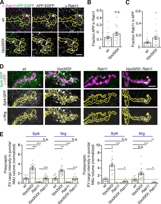 EV cargo accumulates in a Rab11-positive and -dependent compartment in Vps35 mutants.(A) MaxIPs of SIM images showing control and Vps35 larvae expressing GAL4C155-driven UAS-APP-EGFP and labeled with α-Rab11. Arrows indicate colocalization. Scale bar is 2 µm. (B and C) Quantification of Mander’s coefficients from A. (D) Rab11 and Vps35 act in opposing pathways. MaxIPs of NMJs from larvae expressing endogenously tagged Syt4-EGFP in the indicated genotypes. (E) Quantification of D, normalized to presynaptic mean intensity (left) or postsynaptic mean intensity (right) of wild-type control (green line). All bar graphs show mean ± SEM; dots show all data points representing individual NMJs. Yellow lines indicate presynaptic regions. See Table S3 for detailed genotypes and statistical tests. *, P < 0.05; **, P < 0.01; ***, P < 0.001.