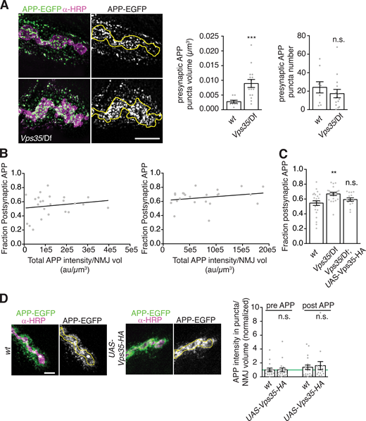Neuronal retromer and APP trafficking.(A) APP-containing compartments are larger in Vps35 mutants. MaxIPs and quantification of representative SIM images of NMJs expressing APP-EGFP in the indicated genotypes. Yellow line indicates presynaptic region; scale bar is 2 µm. (B) Dataset from Fig. 2, B and C; the fraction of postsynaptic APP-EGFP versus total APP-EGFP at Vps35 mutant NMJs is not strongly correlated. (C) Dataset from Fig. 2, B and C; the fraction of APP-EGFP that is postsynaptic slightly increases in Vps35 NMJs. (D) Controls for Vps35-HA rescue. Neuronal UAS-Vps35-HA expression does not affect levels of APP-EGFP in a wild-type background. Scale bar is 5 µm. Measurements were normalized to presynaptic mean of control (green line). Yellow lines indicate presynaptic region; bar graphs show mean ± SEM; dots show all data points representing individual NMJs. See Table S3 for detailed genotypes and statistical tests. Associated with Fig. 2. **, P < 0.01; ***, P < 0.001. Refer to the image caption for details.