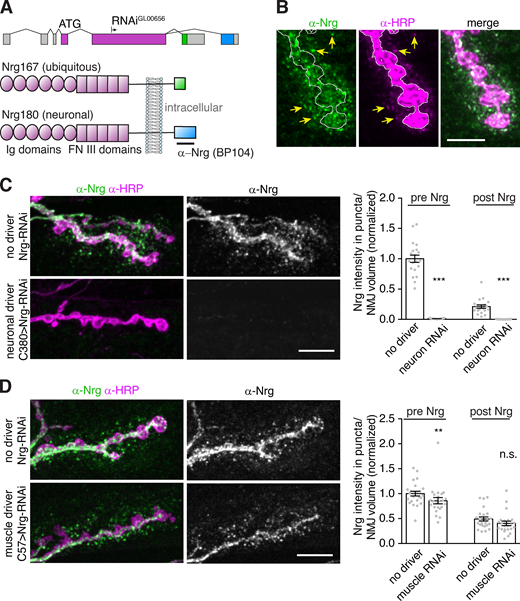 Characterization of Nrg as an EV cargo. Nrg is a cell adhesion molecule for which an excellent monoclonal antibody exists. Previous reports indicate an EV-like localization for Nrg (Enneking et al., 2013), which we further validate here to enable its use as a convenient EV marker. (A) Schematic of domain organization, RNAi target, and antibody binding site for Drosophila Nrg. FN III, fibronectin type III. (B) MaxIPs of Airyscan confocal stacks showing EV localization of Nrg. Yellow arrows indicate puncta that are positive for both α-Nrg and α-HRP signals, suggesting that postsynaptic Nrg is in EVs surrounded by neuronally derived membrane; white line outlines the α-HRP–labeled presynaptic terminal. Scale bar is 5 µm. (C) Presynaptic knockdown of Nrg depletes presynaptic and postsynaptic signal, indicating that all NMJ Nrg is derived from the neuron and released in EVs. (D) Postsynaptic knockdown of Nrg causes a mild presynaptic reduction, but no change to postsynaptic signal (as previously observed; Enneking et al., 2013). MaxIPs of representative SDCM images (left) and quantification (right), normalized to mean intensity of wild-type control. Scale bars in C and D are 10 µm. All bar graphs show mean ± SEM; dots show all data points representing individual NMJs. See Table S3 for detailed genotypes and statistical tests. Associated with Fig. 3. **, P < 0.01; ***, P < 0.001.