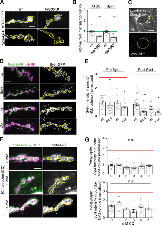 Lysosome dysfunction does not cause retromer-dependent EV cargo sorting defects. (A–C) Retromer loss does not cause accumulation of lysosome-like compartments. (A) MaxIPs of NMJs from larvae expressing neuronally driven Spin-GFP or ATG8-GFP. Yellow line outlines α-HRP–labeled presynaptic terminal. (B) Quantification of A, normalized to mean intensity of wild-type control (green line). (C) MaxIPs of NMJs and the muscle perinuclear region labeled with LysoTracker Deep Red. Muscles exhibit a decrease in LysoTracker intensity indicating a reduction in acidified lysosomal compartments. Yellow line outlines muscle nucleus. (D and E) Mutants that disrupt lysosome function do not exhibit EV cargo accumulation or increased postsynaptic EV cargo. (D) MaxIPs of NMJs from larvae expressing endogenously tagged Syt4-EGFP. Yellow line outlines α-HRP–labeled presynaptic terminal. (E) Quantification of D. (F and G) Pharmacological inhibition of lysosome function does not affect EV cargo levels. (F) MaxIPs of NMJs from larvae expressing endogenously tagged Syt4-EGFP and treated with the indicated concentration of chloroquine (CQ). Yellow line outlines α-HRP–labeled presynaptic terminal. (G) Quantification of F. All conditions normalized to control. Red line indicates mean Syt4-EGFP levels in Vps35 mutants from Fig. 3. Yellow lines indicate presynaptic regions; scale bars are 5 µm. Bar graphs show mean ± SEM; dots show all data points representing individual NMJs. See Table S3 for detailed genotypes and statistical tests. *, P < 0.05; **, P < 0.01; ***, P < 0.001.
