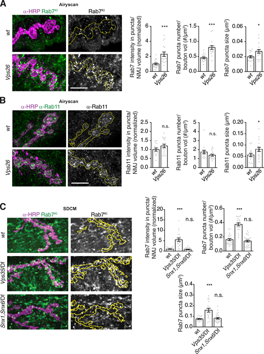Endosome distribution in Vps26 and Snx1, Snx6 mutants.(A) Airyscan microscopy MaxIPs and quantification of presynaptic (endogenously tagged) YFP-Rab7 intensity, and endosome number and size in control or Vps26 mutant backgrounds. (B) Airyscan microscopy MaxIPs and quantification of presynaptic α-Rab11 intensity, and endosome number and size in control or Vps26 mutant backgrounds. (C) SDCM MaxIPs and quantification of presynaptic (endogenously tagged) YFP-Rab7 intensity, and endosome number and size in control, Vps35, or Snx1, Snx6 mutant backgrounds. Yellow lines indicate presynaptic regions; scale bars are 5 µm. Bar graphs show mean ± SEM; dots show all data points representing individual NMJs. See Table S3 for genotypes and statistical tests. Associated with Fig. 7. *, P < 0.05; ***, P < 0.001. Refer to the image caption for details.
