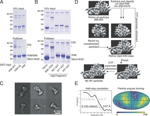 Identification of a minimal Ulp2-KIM and Ctf3c-Ulp2 structure determination.(A) The Ctf3c-Ulp2 interaction is specific. GST pulldown was used to detect the interaction between the indicated GST-Ulp2 fusion proteins (KIM-WT, Ulp2-927-937; KIM-3A, Ulp2-927-937 with 3A substitutions; SIM, Ulp2-717-734) and the Ctf3c (*, contaminant in GST fusion protein preparations). (B) An 11-residue Ulp2-KIM peptide binds the Ctf3c. GST pulldown was used to detect the interaction between the indicated GST-Ulp2 peptides and the Ctf3c (*, contaminant in GST fusion protein preparations). (C) Two-dimensional class averages from initial stages of particle processing. (D) Cryo-EM data processing for the Ctf3c–Ulp2–KIM complex. The model shown as the starting point here is the product of three-dimensional refinement after merging of the two datasets (Table S1). Prior to merging, two- and three-dimensional classification steps were used to select particles contributing to the Ctf3c module shown. Unsharpened volumes are shown. (E) Fourier shell correlation (black, half-map to half-map; gray, model to map) and Euler angle distribution for contributing particle images are shown. Angular binning density is presented on a logarithmic scale. Refer to the image caption for details.