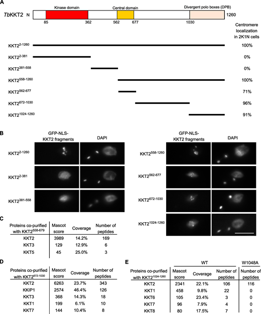KKT2 has multiple domains that can promote centromere localization in T. brucei.(A) Schematic of the T. brucei KKT2 protein. Percentages of GFP-positive 2K1N cells (G2 to metaphase) that have kinetochore-like dots were quantified at 1 d after induction (n > 22 each). (B) Ectopically expressed TbKKT2 fragments that contain either the central domain (562–677), 672–1,030, or the divergent polo boxes (1,024–1,260) form kinetochore-like dots. Inducible GFP-NLS fusion proteins were expressed with 10 ng/ml doxycycline. Cell lines: BAP327, BAP328, BAP381, BAP331, BAP457, BAP519, and BAP517. Scale bar, 5 µm. (C)TbKKT2558–679 does not copurify robustly with other kinetochore proteins. Cell line: BAP382. (D)TbKKT2672–1030 copurifies with KKIP1 and several other kinetochore proteins. Cell line: BAP519. (E)TbKKT2 DPB WT, not W1048A, copurifies with several kinetochore proteins. Cell lines: BAP517 and BAP535. Inducible GFP-NLS fusion proteins were expressed with 10 ng/ml doxycycline, and immunoprecipitation was performed using anti-GFP antibodies. See Table S1 for all proteins identified by mass spectrometry. Refer to the image caption for details.