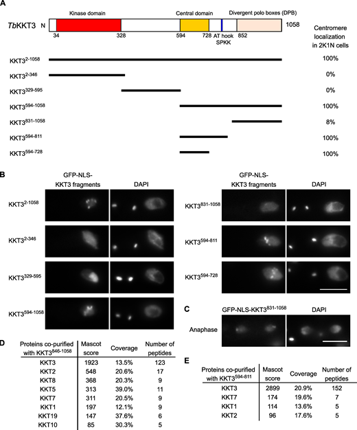 KKT3 central domain is able to localize at centromeres constitutively in T. brucei.(A) Schematic of the T. brucei KKT3 protein. Percentages of GFP-positive 2K1N cells (G2 to metaphase) that have kinetochore-like dots were quantified at 1 d after induction (n > 24 each). (B) Ectopically expressed TbKKT3 fragments that contain the central domain form kinetochore-like dots. Inducible GFP-NLS fusion proteins were expressed with 10 ng/ml doxycycline. Cell lines: BAP291, BAP292, BAP379, BAP296, BAP378, BAP377, and BAP418. Scale bar, 5 µm. (C)TbKKT3 DPB (831–1,058) forms kinetochore-like dots during anaphase (88% of 2K2N cells, n = 25). Note that kinetochore proteins typically localize near the leading edge of separating chromosomes during anaphase. Cell line: BAP296. Scale bar, 5 µm. (D)TbKKT3 DPB copurifies with several kinetochore proteins. Cell line: BAP520. (E)TbKKT3594–811 does not copurify robustly with other kinetochore proteins. Cell line: BAP377. Inducible GFP-NLS fusion proteins were expressed with 10 ng/ml doxycycline, and immunoprecipitation was performed using anti-GFP antibodies. See Table S1 for all proteins identified by mass spectrometry. Refer to the image caption for details.