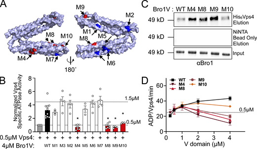 Bro1 V domain mutations disrupt Vps4 stimulation in vitro without disrupting binding. (A) Model of the V domain based on the S. castellii Bro1 V domain crystal structure (Protein Data Bank accession no. 4JIO, chain A) with amino acid substitution mutations impacting V domain stimulation of Vps4 indicated in red. Conserved residues that when mutated did not impact Vps4 stimulation in vitro are indicated in blue. See Table S4 for individual mutations. (B) Stimulation of Vps4 ATPase activity (0.5 µM) by 4 µM Bro1V(370–709) and Bro1V mutants represented as normalized Vps4 ATPase activity of at least three experiments done in duplicate. Error bars indicate SD, and asterisks indicate a statistically significant difference compared with WT (P < 0.05). (C) Immobilized His6-Vps4 or Ni-NTA beads alone were incubated with Bro1V, Bro1VM4, Bro1VM8, Bro1VM9, and Bro1VM10. Bound material was visualized by immunoblotting with anti-Bro1 antiserum. (D) Vps4 (0.5 µM) ATPase activities with titration of Bro1V, Bro1VM4, Bro1VM8, Bro1VM9, and Bro1VM10 (0.25–5 µM). Vps4-specific activity is expressed as ADP generated per Vps4 molecule per minute. Data are represented as mean ± SEM. Refer to the image caption for details.
