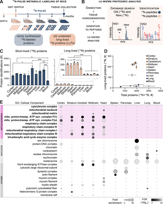 Mitochondrial proteins are exceptionally longlived in tissues containing enduring postmitotic cells. (A) Whole-animal metabolic pulse 15N labeling scheme to identify and measure LLPs (≥4 mo) in mice. (B) Analytical workflow illustrating how the dissected tissues were homogenized and digested to peptides, and 15N and 14N peptides were identified and quantitated with LC-MS/MS–based proteomics. (C) Summary of protein identifications. Left plot indicates the number of 15N proteins identified (i.e., new, ≤4 mo old), right plot indicates 14N proteins identified (i.e., ≥4 mo old). (D) Tissues enriched with long-lived cells selectively harbor LLPs despite a similar number of total proteins identified in most tissues. (E) GO analysis of the LLPs in tissues that contain enduring postmitotic cells revealed that terms related to mitochondria (mito.) are significantly enriched. syn., synthesis; trans., transport. Data in C and D are mean ± SEM; in C–E, n = three mice for each tissue analyzed. *, P < 0.05; **, P < 0.01; ***, P < 0.001 by Kruskal–Wallis ANOVA with Tukey’s multiple comparisons test. See also Fig. S1 and Table S1. Refer to the image caption for details.