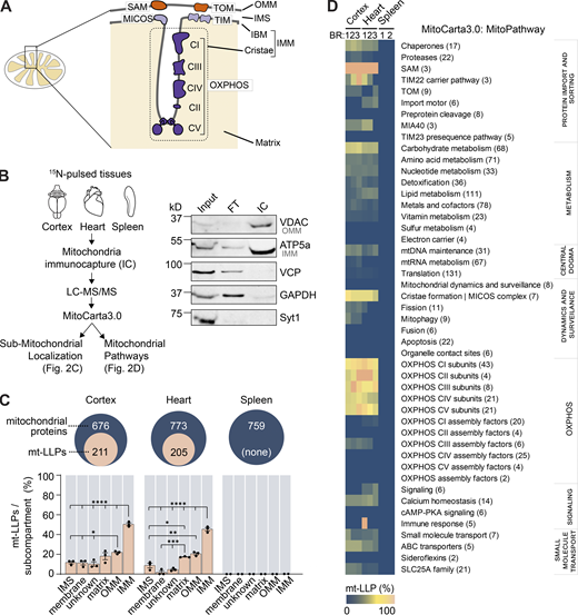 LLPs are preferentially associated with the IMM. (A) Schematic illustrating mitochondrial subcompartmentalization and relevant protein complexes. (B) Workflow to immune-capture mitochondria. Cortex, heart, and spleen from 15N-pulsed mice were homogenized using a gentleMACS system, and dissociated mitochondria were purified by immuno-capture using anti-Tom20 antibodies (Miltenyi Biotec). Purified mitochondria were analyzed using LC-MS/MS, mitochondrial proteins were filtered using MitoCarta 3.0, and mt-LLPs were grouped and examined based on their submitochondrial localization and Mitochondrial Pathway assignments. FT, flow through; IC, immunocapture; IBM, inner boundary membrane. (C) The total number of mitochondrial proteins identified based on 15N and 14N MS/MS spectral matches per tissue (blue) along with the number of identified 14N mt-LLPs (tan). mt-LLPs are enriched at IMM in both heart and cortical extracts, but not in the other subcompartments. None of the mitochondrial proteins in spleen were identified as mt-LLPs. (D) MitoPathway analysis of mt-LLPs. mt-LLPs are enriched in several protein complexes including OXPHOS, Tim22, TOM, SAM, and the cristae formation (i.e., MICOS complex). BR, biological replicate. Data in C are mean ± SEM; for C and D, n = 3 mice for cortex and heart, 2 for spleen. *, P < 0.05; **, P < 0.01; ***, P < 0.001; ****, P < 0.0001 by Kruskal–Wallis ANOVA with Tukey’s multiple comparisons test. See also Fig. S2 and Table S2. Refer to the image caption for details.