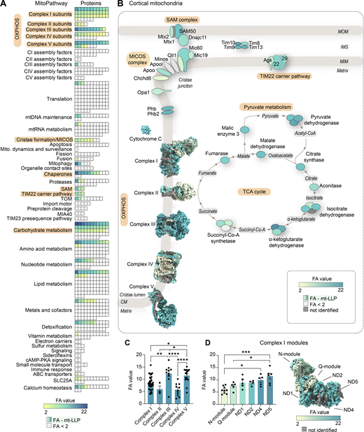 Exceptional longevity of mitochondrial cristae-associated proteins. (A) All mitochondrial (mito.) proteins identified in cortical extracts sorted according to their assigned MitoPathway. For proteins that were identified as mt-LLPs in the 14N search, we calculated the average FA values, shown in yellow-to-blue scale. For proteins that were not identified in light search, FA values could not be computed, and these proteins are displayed with white boxes. The lowest calculated FA value was 2.11; non–long-lived proteins are indicated with FA <2. (B) Illustration of major pathways, which showed enrichment of ≥50% in mt-LLPs (orange) with coloring based on FA, in cortex. (C) The pools of long-lived complex III and V are significantly larger than those of complexes I, II, and IV. Each dot represent a protein: complex I, 34; complex II, 3; complex III, 10; complex IV, 10; complex V, 15 subunits. (D) N- and Q-modules of complex I are turned over more rapidly than the rest of the complex. Each dot represent a protein: N-module, 9; Q-module, 5; ND1, 5; ND2, 4; ND4, 5; ND5, 6 subunits. Data in C and D are mean ± SEM; n = 3 mice. *, P < 0.05; **, P < 0.01; ***, P < 0.001; ****, P < 0.0001 by Kruskal–Wallis ANOVA with Tukey’s multiple comparisons test. See also Table S2 and Fig. S3. Refer to the image caption for details.