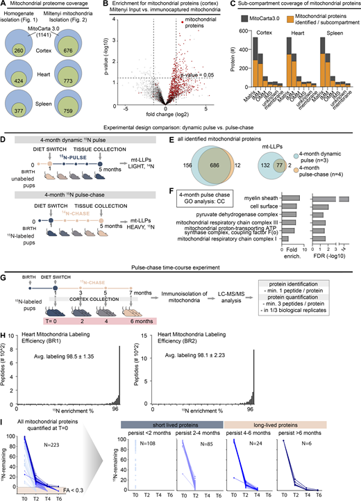 LLPs are preferentially associated with the IMM. Related to Fig. 2. (A) Coverage of mitochondrial proteome across immuno-isolated mitochondria. Cumulative number of proteins identified shown. n = 2–4 mice. (B) Immuno-isolated mitochondria are substantially enriched in mitochondrial proteins. n = 4 mice. (C) Submitochondrial distribution of identified mitochondrial proteins from cortical, heart, and spleen tissue extracts. Identified proteins are shown in orange; MitoCarta3.0 proteins are shown in gray. n = 3 mice. (D) Schematic illustrating two-generation whole-animal metabolic 15N-dynamic pulse compared with 14N pulse-chase experiment design. (E) Venn diagram comparing proteins identified in the 15N-dynamic pulse and 14N pulse-chase experiments. enrich., enrichment. (F) GO analysis of the mt-LLPs identified after 4 mo of 14N pulse-chase showing an enrichment for terms related to mitochondria. See also Table S1. (G) Time course pulse-chase experiment of 15N-labeled mice (born to 15N-labeled females) that were chased with 14N diet for 0, 2, 4, and 6 mo. Note that the 4-mo 14N pulse chase time point shown here represents the same dataset as in panels D and E. (H) Metabolic labeling efficiency of second-generation pups analyzed at t = 0 (at weaning) in the 14N pulse-chase experiments. Average peptide labeling percentage is indicated ± SD. (I) Summary of protein degradation trends across chase periods. Only proteins identified at t = 0 which were then tracked through the time course are shown. n = 3–4 mice.