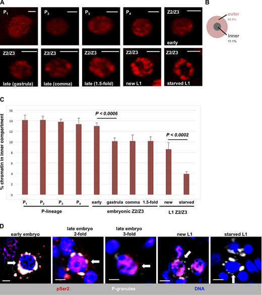 Developmental timing of chromatin compaction in C. elegans primordial germ cells.(A) Germ cell nuclei in living WMM1 embryos of various stages were imaged for chromatin compaction using an mCherry-tagged histone H2B. Scale bar represents a length of 2 µm (n = 8). (B) Schematic showing the two regions of the nucleus used for quantification in subsequent figures. (C) Quantification of the data presented in A. Vertical axis represents the percentage of pixels in the inner compartment described in B, and the horizontal axis presents germ cell nuclei at different stages of development. Error bars represent one standard deviation. P values were obtained using the Student’s t test. (D) Germ cell nuclei of N2 embryos and larvae at various developmental stages were fixed and stained for P-granules (white), RNAPII (pSer2; red), and DNA (blue). Representative images are shown, with white arrows pointing to P3 in the first panel and Z2/Z3 in the remaining panels. The number of samples examined ranged from 10 (early embryos) to 22 (starved L1s). See Table S1 for a summary of pSer2 signal intensities across the entire dataset. Refer to the image caption for details.