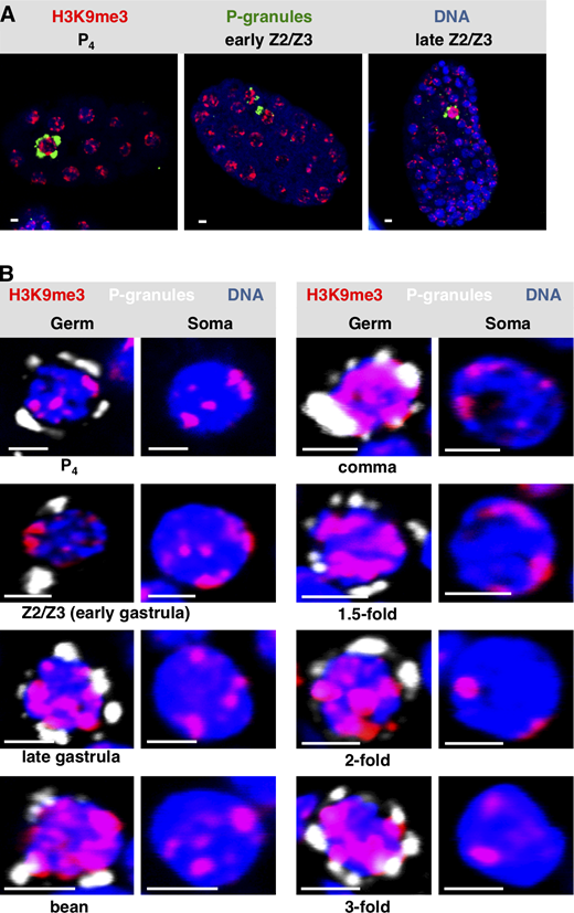 Widespread H3K9 methylation is observed as chromatin compaction starts in C. elegans PGCs.(A)C. elegans embryos at different embryonic stages were fixed and stained for P-granules (green), H3K9me3 (red), and DNA (blue). Representative whole-embryo images are shown. (B) Same as A except only Z2/Z3 (germ) or a neighboring somatic cell (soma) is shown. The developmental stage of the embryo from which the image was taken is indicated (n = 20). See Table S1 for a summary of signal intensities. Scale bar represents a length of 2 µm. Refer to the image caption for details.
