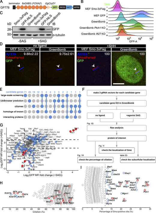 Identification of Ub-related genes regulating ciliary Smo levels. (A) Diagram of the GP778 Hedgehog reporter construct. GP778 contains a transcription terminator to stop read-through of upstream transcripts, eight copies of the Gli binding site (GliBS) derived from FOXA2, the chicken CryD1 minimal promoter, nuclear localized GFP, an IRES2 sequence followed by a Nat selectable marker, and the woodchuck post-transcriptional regulatory element (WPRE) RNA stabilization sequence. (B) Ridgeline plot of flow cytometry analysis of untransfected control cells (MEFSmo-3xFlag), cells transfected with a construct (BL17) expressing GFP from the CMV promoter (MEF GFP), GreenBomb, and GreenBomb transfected with Ptch1 or Ift27 gRNAs. Traces are shown for unstimulated cells (−SAG) and cells after pathway activation (+SAG). Each trace represents the fluorescence intensity of 10,000 individual cells. KO, knockout. (C) Western blot analysis of GFP expression before pathway activation (−SAG) and after activation (+SAG). α-Tubulin is included as a loading control. IB, immunoblot. (D) Immunofluorescence showing GFP (green), Smo (Flag, red), and cilia (Arl13b, blue, arrowheads) in MEFSmo-3xFlag or GreenBomb with or without SHH treatment. The Smo channel is shifted 10 pixels in both up and left directions. Scale bar, 5 microns. Numbers in the upper right corners are percentages of Smo-positive cilia. (E) UpSet diagram showing overlap of the five sources of candidate genes. Details are included in Table S1. (F) Workflow of the CRISPR-based screen. (G) GFP mean fluorescence intensity (MFI) fold change in GreenBomb with or without SAG treatment after candidate gene knockout. Each dot represents flow analysis of one gRNA transfected cell line. Red dots mark control cells. Data are plotted as the log2 ratio of GFP fluorescence of the experimental cells compared with control cells not transfected with a gRNA. Basal cells (−SAG) are plotted on the x axis, and stimulated cells (+SAG) are plotted on the y axis. Dashed lines indicate the mean ± 1 SD. Gray dots represent genes that were within this cutoff. Blue dots mark genes that fell outside of this cutoff and were further examined for effects on ciliation (H) and Smo localization (I). (H) Quantitation of the presence of cilia in cells with altered Hedgehog signaling. Each circle represents one gRNA transfected cell line. Red circles mark control cells. Blue circles mark genes causing reduced ciliation. (I) Quantitation of ciliary Smo localization in cells that had altered Hedgehog signaling. Each dot represents one gRNA transfected cell line. Red dots mark control cells. The dashed line marks the mean + 3 SD. Detailed data for G–I are included in Table S2. Refer to the image caption for details.