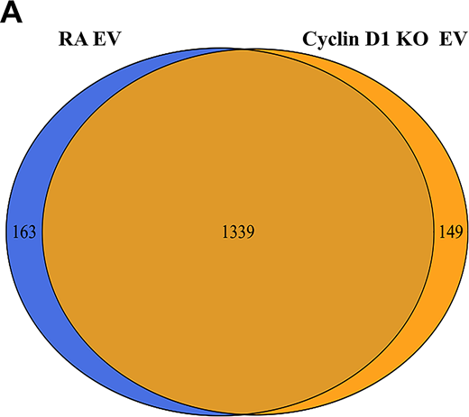 MS analysis of RA-EV and cyclin D1–KO EV.(A) Whole-protein profile of RA-EV and cyclin D1–KO EV was analyzed by MS. The proteome (1,339 proteins) overlapped extensively in these two preparations. The list of the EV proteins shown in Data S1.