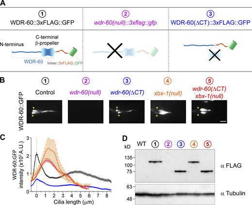 Truncation of the β-propeller domain reduces, but does not abolish, entry of WDR-60 into cilia. (A) Schematic representation of WDR-60 tagging with 3xFLAG::GFP in control, wdr-60(tm6453) null, and truncated wdr-60 knock-in strains: (1) full-length WDR-60, composed of an NT disordered region and a CT β-propeller domain; (2) wdr-60(tm6453), predicted to be a null mutant; (3) wdr-60(ΔCT), expected to produce a protein composed of the WDR-60 NT fused to the 3xFLAG::GFP tag (lacking the β-propeller). (B) Phasmid cilia of each wdr-60 knock-in strain as indicated. Yellow arrowheads indicate the ciliary base. Note that no GFP signal is detected in the wdr-60(tm6453)::3xflag::gfp strain. Scale bar, 2 µm. (C) Quantification of GFP signal intensity distribution along the cilium in wdr-60 mutants shown in B (n ≥ 55 cilia). Graph is shown as mean ± SEM. (D) Western blot of extracts from wild-type and wdr-60 knock-in strains using an anti-FLAG antibody. The predicted sizes are 105.6 kD for WDR-60::3xFLAG::GFP and 63.2 kD for WDR-60(ΔCT)::3xFLAG::GFP truncation. No signal is detected in wdr-60(tm6453)::3xflag::gfp extracts, demonstrating that this is indeed a null strain. α-Tubulin was used as a loading control. Source data are available for this figure: SourceData F2.