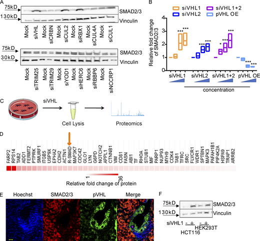 pVHL regulates SMAD3 stability.(A) siRNA screening shows enhanced stability of SMAD2/3 in pVHL-, CUL2-, or RBX1-deficient HeLa cells. siVHL indicates pVHL siRNA. The related densitometric analysis can be found in Fig. S1 D. (B) SMAD2/3 stability is negatively related to the expression of pVHL. The correlation between pVHL and SMAD2/3 expression was quantified by densitometric analysis. siVHL1, siVHL2, and their combination (siVHL1+2) were used to study SMAD2/3 stability in pVHL KD cells. pVHL OE indicates cells overexpressing pVHL. Three concentrations of either siRNAs or DNA were used. The immunoblotting results can be found in Fig. S1, E and F. The relative SMAD2/3 expression compared with the respective control is depicted. One-way ANOVA was performed. *, P < 0.05; ***, P < 0.001; one-way ANOVA and one-sided Student's t test (n = 3). The lower and upper ends of bars indicate the minimum and maximum values, respectively, and the center line represents the median. (C) Schematic illustration of proteomic analysis of protein expression on VHL-deficient HeLa cells. (D) Heatmap of R-SMAD–related protein expression obtained from proteomic analysis of pVHL-deficient cells from two independent experiments. R-SMAD indicates SMAD1/5/8 and SMAD2/3. The color scale indicates the fold change of related protein found in pVHL-deficient cells compared with control. (E) Inverse correlation between SMAD2/3 and pVHL in the cancer tissue from patient 7. Red, SMAD2/3; green, VHL; blue, nucleus. Scale bar, 40 µm. (F) pVHL is negatively correlated to SMAD2/3 stability in HCT116 and HEK293T cell lines. Source data are available for this figure: SourceData F1.