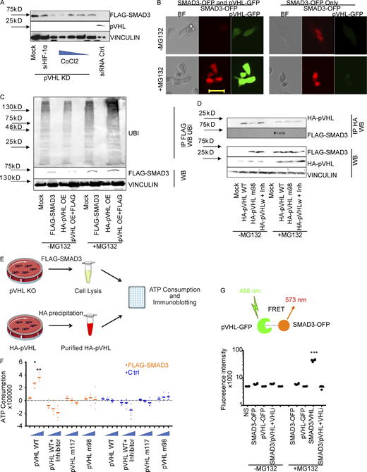 pVHL directly binds to SMAD3 for ubiquitination.(A) The influence of the PHD inhibitor CoCl2 and HIF-1α on pVHL-mediated SMAD3 degradation. The impact of either CoCl2 with increasing concentrations or HIF-1α siRNA (siHIF-1α) on FLAG-SMAD3 was investigated in pVHL-deficient HeLa cells (pVHL KD). Densitometric analysis can be found in Fig. S2 B. (B) MG132 rescued pVHL-mediated SMAD3 degradation, as shown by live-cell imaging. Red, SMAD3-OFP; green, VHL-GFP. Cells expressing only SMAD3-OFP were used as a control. Scale bar, 40 µm. (C) pVHL-mediated polyubiquitination on FLAG-SMAD3. The ubiquitination on SMAD3 was compared in the absence and presence of MG132 in cells expressing FLAG-SMAD3, HA-pVHL, or the combination. FLAG-SMAD3 was precipitated, and ubiquitination on FLAG-SMAD3 was detected with specific ubiquitin antibody. (D) The pVHL-mediated SMAD3 degradation is dependent on the catalytic activity of VHL. Loss-of-function mutation of pVHL or cotreatment with pVHL inhibitor blocks FLAG-SMAD3 degradation. HA-pVHL WT indicates HeLa cells expressing WT HA-pVHL, HA-VHL m98 indicates HA-VHL Y98N mutation, and Inh indicates chemical pVHL inhibitor. FLAG-SMAD3 was precipitated, and the level of HA-VHL binding to FLAG-SMAD3 was detected with specific HA antibody. (E) Schematic illustration of the in vitro ubiquitination assay. (F) pVHL destabilizes SMAD3 in vitro. pVHL-deficient HeLa cells expressing FLAG-SMAD3 were lysed and incubated with respective isolated protein, including HA-pVHL WT, in the presence or absence of pVHL chemical inhibitor, pVHL W117R mutation (pVHL m117), or pVHL Y98N mutation (pVHL m98). ATP consumption was measured. (G) FRET assay for pVHL-GFP binding to SMAD3-OFP. FRET signal was measured in cells expressing SMAD3-OFP, VHL-GFP, or the combination. The absolute fluorescence intensity was compared in the presence or absence of MG132. In F and G, a dot plot was used, and the fold change compared with the respective control is depicted. One-way ANOVA and one-sided Student's t test were performed in F (n = 6) and G (n = 6). *, P < 0.05; ***, P < 0.001; the center line represents the median. BF, bright field; IP, immunoprecipitation; NS, non-staining; UBI ubiquitin; WB, Western blot. Source data are available for this figure: SourceData F2. Refer to the image caption for details.