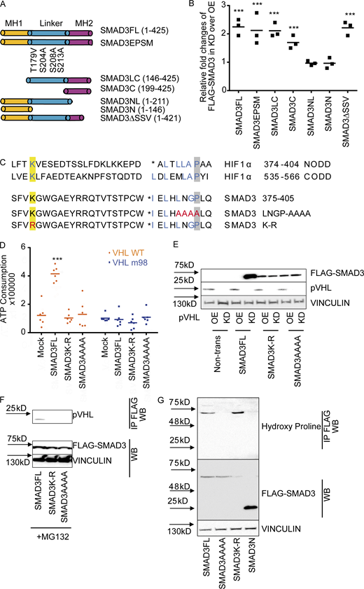 LxLxxP motif in the MH2 domain is indispensable for pVHL-mediated SMAD3 degradation.(A) Schematic illustration of FLAG-SMAD3 variants. (B) The MH2 domain is crucial for pVHL-mediated SMAD3 degradation. The expression of FLAG-SMAD3 variants in pVHL-deficient (KD) cells was quantified by densitometric analysis and compared with that in cells overexpressing pVHL (OE). The original immunoblotting image can be found in Fig. S3 A. (C) Comparison of HIF1α and SMAD3 amino acid sequences highlights the potentially essential lysine (K) in blue and proline (P) in blue. The loss-of-function mutations (namely K-R and LNGP-AAAA) are depicted in red. (D) SMAD3K-R and SMAD3AAAA are resistant to pVHL in vitro. ATP consumption was measured in the in vitro ubiquitination assay using lysis from cells expressing pVHL WT or VHL m98. The FLAG-SMAD3FL, FLAG-SMAD3K-R mutation, or the FLAD-SMAD3AAAA mutation was separately purified and added to initiate the reaction. (E) FLAG-SMAD3K-R and FLAG-SMAD3AAAA are resistant to pVHL in cells. The stability of FLAG-SMAD variants was studied in pVHL OE or pVHL KD cells. The quantified result can be found in Fig. S3 B. (F) The K-R or AAAA mutation dissipates the binding of FLAG-SMAD3 to pVHL. Immunoprecipitation was performed in MG132-treated cells expressing FLAG-SMADFL, FLAG-SMAD3K-R, or FLAG-SMAD3AAAA. FLAG-SMAD3 variants were precipitated, and the binding to pVHL is shown. (G) Detection of hydroxy proline in FLAG-SMAD3 variants. FLAG-SMADs variants were immunoprecipitated, and hydroxyl proline antibody was used to detect the expression of hydroxy proline in the precipitation. For B and D, a dot plot is used, and the fold change compared with the respective treatment or control is depicted. One-way ANOVA and one-sided Student's t test were performed in D (n = 6). ***, P < 0.001; the center line represents the median. One of the original images in B, E, and F can be found in SourceData F3. Source data are available for this figure: SourceData F3.