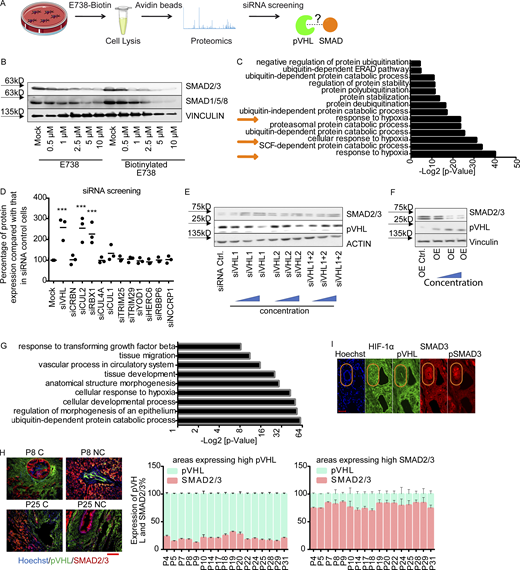 pVHL regulates SMAD3 stability.(A) A schematic overview of proteomics-based approach to identify interacting proteins of biotinylated E738. (B) Comparison of SMAD2/3 and SMAD1/5/8 depletion induced by biotinylated E738 against that induced by E738 in HCT116 cells. (C) Functional enrichment analysis shows statistically significant enrichment in gene ontology terms related to ubiquitination and protein stability. P values represent values after adjustment. Orange arrows highlight gene ontology terms related to hypoxia. ERAD, ER-associated protein degradation. (D) Quantified pVHL expression in cells transfected with diverse siRNAs indicated. (EandF) SMAD2/3 stability is negatively related to the expression of pVHL. Immunoblotting images of pVHL and SMAD2/3 expression in VHL-deficient (E) and pVHL OE (F) HeLa cells. (G) Functional enrichment analysis shows statistically significant enrichment in gene ontology terms related to R-SMAD signaling pathways and ubiquitination. (H) The expression of pVHL was negatively correlated to the expression of SMAD2/3 in various human tissues. We compared the expression of pVHL and SMAD2/3 in areas expressing high levels of pVHL or SMAD2/3 in human samples from 17 patients. HCC results from patients 8 and 25 are depicted. Patient information can be found in Materials and methods and Table 1. P, patient number; NC, noncancerous tissue; C, cancerous tissue. pVHL, green; SMAD2/3, red. Scale bar, 160 µm. (I) pVHL is negatively correlated with SMAD3 and phospho-SMAD3 expression in patient tissues. No correlation was found between HIF-1α and SMAD3. One-way ANOVA and one-sided Student’s t test were performed in D (n = 3). ***, P < 0.001; the center line represents the median. In D, the quantification data are presented as mean ± SEM. Source data are available for this figure: SourceData FS1.