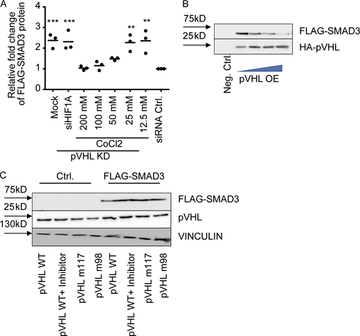 pVHL directly binds to SMAD3 for ubiquitination.(A) Densitometric analysis related to Fig. 2 A. (B) Detection of FLAG-SMAD3 degradation using samples collected from the in vitro ubiquitination assay as described in the main text. (C) In vitro ubiquitination assay analysis in immunoblotting. One-way ANOVA and one-sided Student’s t test were performed in A (n = 3). **, P < 0.01; ***, P < 0.001; the center line represents the median. Source data are available for this figure: SourceData FS2.