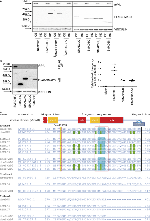 The LxLxxP motif in the MH2 domain is indispensable for pVHL-mediated SMAD3 degradation.(A) The influence of pVHL KD or overexpression on FLAG-SMAD3 variants. OE, pVHL WT overexpression; KD, siVHL KD; SMAD3FL, full-length FLAG-SMAD3; SMAD3EPSM, FLAG-SMAD3 carrying four mutations in the linker region; SMAD3LC, FLAG-SMAD3 only with linker (L) and MH2 (C, C terminus); SMAD3C, FLAG-SMAD3 only with MH2; SMAD3NL, FLAG-SMAD3 only with MH1 (N terminus) and linker; SMAD3N, FLAG-SMAD3 only with MH1; SMAD3ΔSSV, FLAG-SMAD3 without SSV at the C terminus for active phosphorylation. (B) Interaction of pVHL with FLAG-SMAD variants. Immunoblotting using pVHL antibody follows immunoprecipitation of FLAG-SMAD variants. (C) Alignment analysis of R-SMADs, common SMADs, and inhibitor SMADs in human, Drosophila, and zebrafish. (D) Densitometric analysis of SMAD3K-R and SMAD3AAAA expression in response to pVHL KD or OE. One-way ANOVA and one-sided Student's t test were performed in D (n = 3). ***, P < 0.001; the center line represents the median. Source data are available for this figure: SourceData FS3.