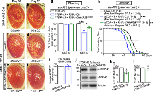 CHMP2B modifies the neurotoxicity and affects the phosphorylation levels of hTDP-43 in an in vivo Drosophila model.(a–f) KD of CHMP2B (#28531; GMR-Gal4) suppresses hTDP-43–induced eye degeneration in flies. The degeneration score (mean ± SEM) and the statistical significance compared with the UAS-lacZ (UAS-Ctrl) flies are indicated. (g and h) Adult-onset, neuronal (elavGS) down-regulation of CHMP2B suppresses hTDP-43–induced climbing deficits (g) and extends the shortened lifespan (h). RNAi-Ctrl, RNAi-luciferase flies. (i) qPCR analysis of the mRNA levels of CHMP2B in the heads of TDP-43 flies. The mRNA levels are normalized to actin and shown as the average percentage compared to that of the control flies (UAS-lacZ). (j–l) Western blot analysis (j) and quantifications of phosphorylation (p409/410; k) and total protein levels (l) of hTDP-43 in the fly heads. hTDP-43, human TDP-43; p-hTDP-43, phosphorylated hTDP-43. The protein levels are normalized to tubulin or total hTDP-43 and shown as percentages to that of the RNAi-Ctrl group. Mean ± SEM, n = ∼10 eyes/group (a–f), n = ∼10 vials/group with ∼20 flies per vial (g); the number of flies tested in each group is as indicated (h); and n = 3 (i, k, and l). Statistical significance is determined by one-way ANOVA with Tukey's HSD post-hoc test (a–f, g), two-tailed Student’s t test in (i, k, and l) and two-way ANOVA with Bonferroni’s post-hoc test in (h) at *, P < 0.05; **, P < 0.01; ***, P < 0.001. ns, not significant. Scale bar, 100 µm. Source data are available for this figure: SourceData F1. Refer to the image caption for details.