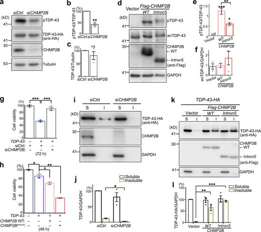CHMP2B regulates TDP-43 phosphorylation and toxicity in 293T cells.(a–c) Representative Western blotting images (a) and quantifications (b and c) of TDP-43-HA phosphorylation (b) and protein levels (c) in 293T cells treated with the siRNA of CHMP2B (siCHMP2B). (d–f) OE of WT CHMP2B or CHMP2BIntron5 increases the phosphorylation levels of endogenous TDP-43 (enTDP-43) in 293T cells. ud, undetected. (g and h) KD of CHMP2B suppresses (g), whereas OE of WT CHMP2B or CHMP2BIntron5 enhances (h), TDP-43–induced loss of cell viability. siCtrl, scrambled siRNA. Cells are homogenized and examined using a CCK8 assay at 72 h after transfection of siRNA and the TDP-43-HA expression plasmid (g) or at 48 h after transfection of the expression plasmids only (h). (i–l) Representative Western blot images (i and k) and quantification (j and l) of TDP-43-HA proteins in the soluble (S, supernatants in RIPA) and insoluble (I, pellets resuspended in 9 M urea) fractions of the cell lysates of 293T cells treated with siCHMP2B (i and j) or transfected with WT CHMP2B or CHMP2BIntron5 (k and l). siCtrl, scrambled siRNA. All protein levels are normalized to GAPDH in the soluble fraction. Mean ± SEM; n = 3. Two-tailed Student’s t test in (b, c, and j) and one-way ANOVA with Tukey's HSD post-hoc test (e–h and l); *, P < 0.05; **, P < 0.01; ***, P < 0.001. ns, not significant. Source data are available for this figure: SourceData F2. Refer to the image caption for details.