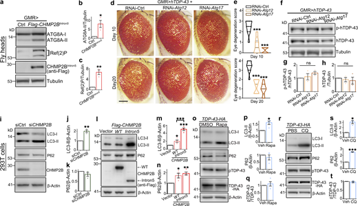 Disturbance of the autophagy–lysosomal pathway does not alter TDP-43 phosphorylation levels in flies or mammalian cells. (a–c) Western blot analysis (a) shows the levels of ATG8A-II (b) and Ref(2)P (c) are significantly increased in the fly heads transgenically expressing human CHMP2BIntron5 (GMR-Gal4). Ctrl, UAS-luciferase. (d and e) Inhibition of autophagy by RNAi-Atg12 or RNAi-Atg17 attenuates hTDP-43–induced eye degeneration in flies (d), quantified with violin plots (e). RNAi-Ctrl, RNAi-mCherry. (f–h) Western blot analysis (f) shows unaffected phosphorylation (g) and total protein (h) levels of TDP-43 in the RNAi-Atg12 and RNAi-Atg17 fly heads. hTDP-43, human TDP-43; p-hTDP-43, phosphorylated hTDP-43. (i–n) Western blot analyses (i and l) and quantifications (j, k, m, and n) of LC3-II and P62 levels in 293T cells treated with siCHMP2B (i–k) or OE of CHMP2B or CHMP2BIntron5 (l–n). siCtrl, scrambled siRNA. (o–t) Western blot analyses of LC3-II, P62, and pTDP-43 levels in 293T cells treated with Rapa (100 nM, 1 h; o–q) or CQ (10 µM, 12 h; r–t). Vehicle controls: DMSO for Rapa and PBS for CQ. Mean ± SEM, n = 3–4 in all Western blots and n = 10 flies/group (e). Two-tailed Student’s t test (b, c, j, k, p, q, s, and t) and one-way ANOVA with Tukey's HSD post-hoc test (e, g, h, m, and n); *, P < 0.05; **, P < 0.01; ***, P < 0.001. ns, not significant. Scale bar, 100 µm. Source data are available for this figure: SourceData F3. Refer to the image caption for details.