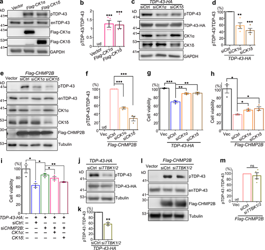 The kinase CK1 mediates the modifying effects of CHMP2B on TDP-43 phosphorylation and cytotoxicity. (a–d) OE of CK1α or CK1δ promotes hyperphosphorylation of endogenous TDP-43 (enTDP-43; a and b), whereas KD of CK1α or CK1δ reduces pTDP-43-HA levels in 293T cells (c and d). (e and f) KD of CK1α or CK1δ significantly decreases CHMP2B OE-induced hyperphosphorylation of enTDP-43. (g and h) The cell viability assay indicates that KD of CK1α or CK1δ markedly suppresses TDP-43 cytotoxicity and partially rescues CHMP2B OE–induced cell viability loss. (i) OE of CK1α or CK1δ diminishes the mitigating effect of siCHMP2B on TDP-43 cytotoxicity. (j and k) KD of TTBK1/2 reduces pTDP-43-HA levels in 293T cells. (l and m) KD of TTBK1/2 cannot suppress CHMP2B OE–induced hyperphosphorylation of enTDP-43. siCtrl, scrambled siRNA; siTTBK1/2, a mixture of siTTBK1 and siTTBK2. ud, undetected. Mean ± SEM, n = 3–4. Two-tailed Student’s t test (k) and one-way ANOVA with Tukey's HSD post-hoc test in all the rest; *, P < 0.05; **, P < 0.01; ***, P < 0.001. ns, not significant. Source data are available for this figure: SourceData F4. Refer to the image caption for details.