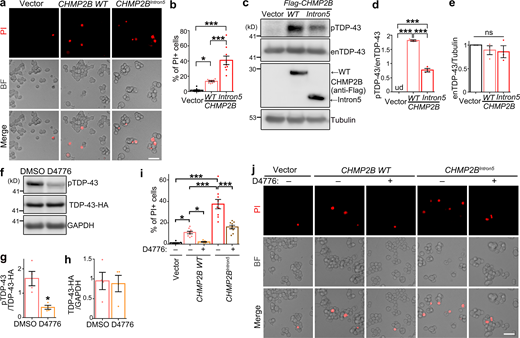 CK1 inhibition diminishes CHMP2B-mediated cell death in neuroblastoma N2a cells. (a and b) Representative PI staining images (a) and quantification (b) of the cell death of N2a cells transfected with WT CHMP2B or CHMP2BIntron5. (c–e) OE of WT CHMP2B or CHMP2BIntron5 promotes hyperphosphorylation of endogenous TDP-43 (enTDP-43) in N2a cells, examined by Western blot (c) and quantified in (d and e). (f–h) The CK1 inhibitor D4776 (5 µM, 12 h) potently suppresses phosphorylation of TDP-43-HA in N2a cells. (i and j) Quantification (i) and representative PI staining images (j) show remarkable suppression of CHMP2B-mediated cell death by the CK1 inhibitor D4776 in N2a cells. Vehicle control, DMSO. BF, brightfield. Mean ± SEM, n = ∼500 cells each group of pooled results from three independent repeats (b and i) and n = 3–4 (d, e, g, and h). One-way ANOVA with Tukey's HSD post-hoc test (b, d, e, and i) and two-tailed Student’s t test (g and h); *, P < 0.05; ***, P < 0.001. ns, not significant. Scale bars, 50 µm. Source data are available for this figure: SourceData F5. Refer to the image caption for details.