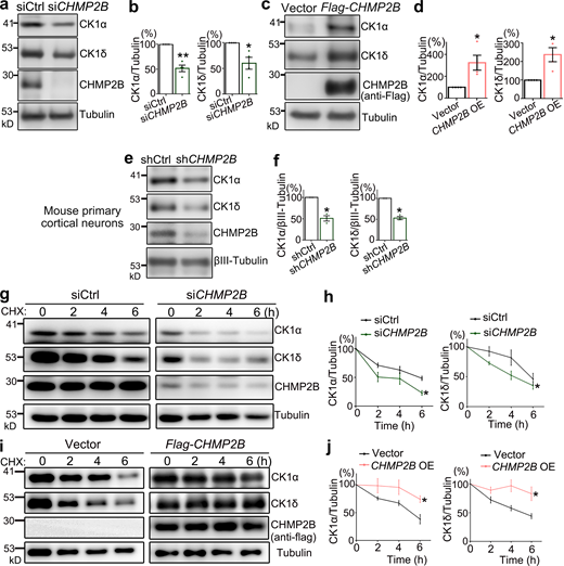 CHMP2B controls the abundance of CK1α and CK1δ by regulating their protein turnover. (a–d) Western blot analyses of the protein levels of CK1α and CK1δ with KD (a and b) or OE (c and d) of CHMP2B in 293T cells. (e and f) Lentiviral shRNA KD of CHMP2B decreases CK1α and CK1δ levels in mouse primary cortical neurons. (g–j) The pulse-chase assay to examine the protein turnover rates of CK1α and CK1δ with KD (g and h) or OE (i and j) of CHMP2B. All proteins are normalized to tubulin, and the relative level at 0 h is set to 100%. Mean ± SEM, n = 3–4. Two-sided Student’s t test (b, d, and f) and two-way ANOVA with Bonferroni’s post-hoc test (h and j); *, P < 0.05; **, P < 0.01. Source data are available for this figure: SourceData F6.