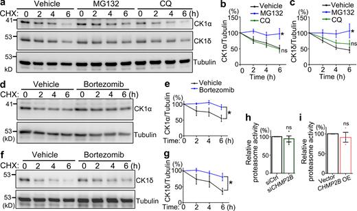 CK1α and CK1δ are degraded through the proteasome-mediated pathway. (a–c) The pulse-chase assay shows that inhibition of the proteasome activity by MG132 (10 µM), but not the autophagy pathway by CQ (10 µM), significantly delays the protein turnover of CK1α and CK1δ. (d–g) Inhibition of the proteasome function by bortezomib (10 µM) also suppresses the turnover of CK1α and CK1δ. CHX, cycloheximide. Vehicle control, DMSO. All proteins are normalized to tubulin and the relative levels at 0 h of each group are set to 100%. (h and i) The effects of KD (h) or OE (i) of WT CHMP2B on the proteasome activity in 293T cells are assessed using an in vitro fluorogenic peptide cleavage assay. The relative proteolytic activities are shown as average percentages to the total fluorescence intensity of the control group at the end of the assay (set to 100%). Means ± SEM; n = 3–4. Two-way ANOVA with Bonferroni’s post-hoc test (b, c, e, and g) and two-tailed Student’s t test (h and i); *, P < 0.05. ns, not significant. Source data are available for this figure: SourceData F7. Refer to the image caption for details.