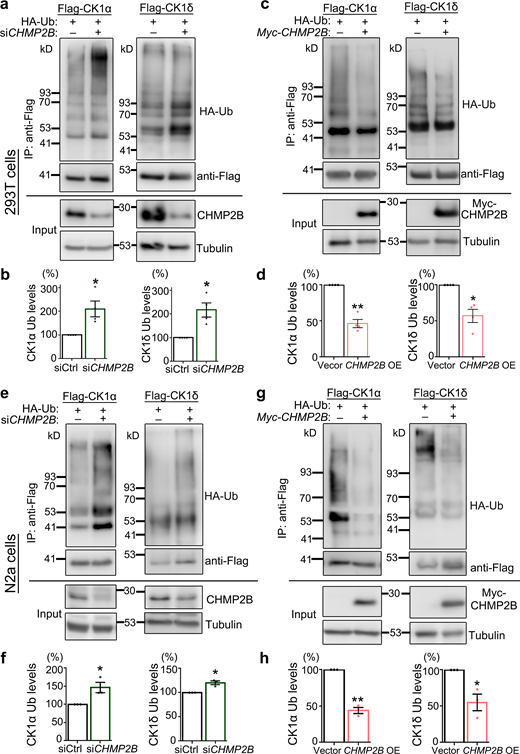 CHMP2B modulates the ubiquitination levels of CK1. (a–h) Representative Western blot images (a and c) and quantifications (b and d) of the impacts of KD (a and b) or OE (c and d) of CHMP2B on the ubiquitination levels of CK1α and CK1δ in 293T cells. The Flag-tagged CK1 proteins are immunoprecipitated using an anti-Flag antibody, and the ubiquitination levels (HA-Ub) are examined by Western blotting. IP, immunoprecipitation. (e–h) The effects of KD (e and f) or OE (g and h) of CHMP2B on the ubiquitination levels of CK1α and CK1δ in N2a cells. Mean ± SEM, n = 3–4. Two-tailed Student’s t test; *, P < 0.05; **, P < 0.01. Source data are available for this figure: SourceData F8. Refer to the image caption for details.