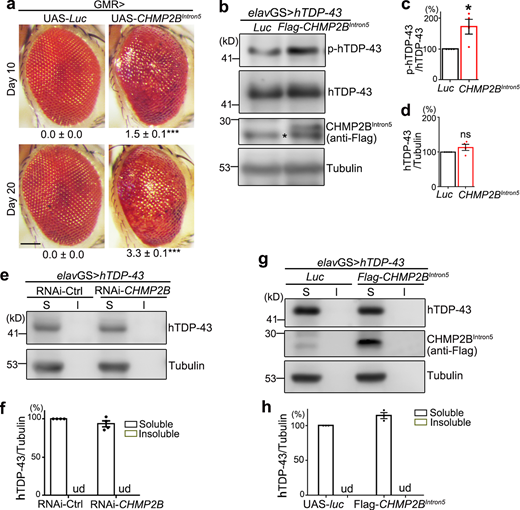 OE of CHMP2BIntron5 increases the phosphorylation levels but does not induce significant insolubility of hTDP-43 in flies.(a) OE of the FTD-3–associated CHMP2BIntron5 in flies (by GMR) causes the fly eye to degenerate. The degeneration score (mean ± SEM) and the statistical significance compared with the control flies (UAS-Luciferase, UAS-Luc) are indicated. (b–d) Western blot analysis (b) and quantifications of the phosphorylation (c) and total protein levels (d) of hTDP-43 in the heads of the transgenic flies overexpressing human CHMP2BIntron5. (e–h) KD of CHMP2B (e–f) or OE of CHMP2BIntron5 (g and h) in fly heads does not alter the solubility of the transgenically expressed hTDP-43 protein. S, soluble fractions (the supernatants in RIPA); I, insoluble fractions (the pellets resuspended in 9 M urea). hTDP-43, human TDP-43; p-hTDP-43, phosphorylated hTDP-43. Asterisk indicates a nonspecific band close to the Flag-CHMP2BIntron5 band in the anti-Flag blots of the fly samples. ud, undetected. All protein levels are normalized to tubulin in the soluble fraction. Mean ± SEM; n = ∼10 eyes each group (a), n = 4 (c, d, and f), and n = 3 (h). Two-tailed Student’s t test; *, P < 0.05; ***, P < 0.001. ns, not significant. Scale bar, 100 µm. Source data are available for this figure: SourceData FS2. Refer to the image caption for details.