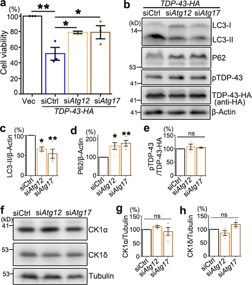 Down-regulation of Atg12 or Atg17 suppresses TDP-43–induced cytotoxicity but does not alter pTDP-43 and CK1 levels in 293T cells.(a) The viability of 293T cells transfected with the empty vector (Vec) or TDP-43-HA together with scrambled siRNA (siCtrl) or siRNA against Atg12 (siAtg12) or Atg17 (siAtg17) is assessed 72 h after transfection using the CCK8 assay. (b–e) Western blot analysis (b) and quantifications of LC3-II (c), P62 (d), and pTDP-43 (e) levels in 293T cells treated with siAtg12 or siAtg17.(f–h) Representative Western blot images (f) and quantifications of the CK1α (g) and CK1δ (h) normalized to tubulin. Mean ± SEM; n = 3–4. One-way ANOVA with Tukey's HSD post-hoc test; *, P < 0.05; **, P < 0.01. ns, not significant. Source data are available for this figure: SourceData FS3.