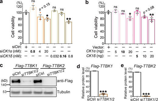Examination of the kinases CK1 and TTBK1/2 in 293T cells.(a and b) The cell viability of 293T cells treated with siCK1α or siCK1δ (a) or transfected with Flag-CK1α or Flag-CK1δ (b) at indicated dosages is examined using the CCK8 assay. The statistical significance compared with the siCtrl (scrambled siRNA) or vector (empty vector) control is shown. KD of CK1 by transfection of 0.8 nM siCK1α or 0.16 nM siCK1δ and OE of CK1 by transfection of 10 ng CK1α or 5 ng CK1δ plasmids do not manifest significant loss of cell viability, which are used in the cell viability assays in Fig. 4, g–i. (c–e) Representative images (c) and quantifications (d and e) of the Western blot analysis confirming the down-regulation of TTBK1/2 by siTTBK1/2. Due to the lack of a good commercial anti-TTBK1/2 antibody, the transiently overexpressed Flag-TTBK1 and Flag-TTBK2 proteins are used as a readout to evaluate the KD efficiency of siTTBK1/2 (a mixture of siTTBK1 and siTTBK2 as used in Fig. 4, j–m). The siTTBK1/2 significantly reduces the protein levels of the overexpressed Flag-TTBK1 and Flag-TTBK2. Mean ± SEM; n = 3. One-way ANOVA with Tukey's HSD post-hoc test (a and b) and two-tailed Student’s t test in (d and e); *, P < 0.05; **, P < 0.01; ***, P < 0.001. ns, not significant. Source data are available for this figure: SourceData FS4. Refer to the image caption for details.