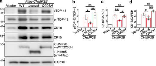 The effects of different ALS/FTD-associated CHMP2B mutations on TDP-43 phosphorylation and CK1 levels.(a–d) Representative Western blot images (a) and quantification of TDP-43 phosphorylation levels (b) and protein abundance of CK1α (c) and CK1δ (d) in 293T cells transfected with WT CHMP2B, CHMP2BIntron5, or CHMP2BQ206H. Cells transfected with the empty vector are used as a control. enTDP-43, endogenous TDP-43. Means ± SEM; n = 4. One-way ANOVA with Tukey's HSD post-hoc test; *, P < 0.05; **, P < 0.01. ns, not significant. Source data are available for this figure: SourceData FS5. Refer to the image caption for details.