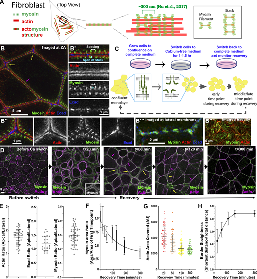 ZO KD MDCK cells as a model to study formation of ZA actomyosin structures.(A) Schematic of myosin filament stacks in fibroblasts. (B) ZO KD MDCK cells. ZA at bicellular borders (B′) and tricellular junctions (B″). Actin is bundled and myosin organized into a sarcomeric pattern. (B″′) Lateral membrane. (B″″) Basal stress fibers. (C) Schematic diagram of calcium switch. (D) Representative images of actin and myosin at the apical surface as junctions recover. (E) Ratio of apical to lateral signals of actin, Ecad, or myosin at the end of recovery. (F–H) Quantification. Changes of area covered by myosin (F), ZA actin bundling (G), and border curvature (H) during junction maturation. Error bars represent mean ± SD. Magenta arrows, bicellular borders; yellow arrows, tri-/multicellular junctions. Scale bars = 5 µm. For all figures, unless indicated, top-view images are apical MIPs. In E, n = individual borders; actin = 48, Ecad = 24, myosin = 48. In F, numbers for each time point are in Table S1. In H, representative of three experiments with one to three fields of cells/experiment/time point, with seven to nine borders quantified/field. Refer to the image caption for details.