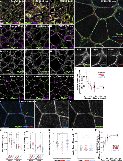 Neither Arp2/3 activity nor formin activity is essential to assemble specialized actomyosin structures at the ZA, although they do enhance cortical actin.(A–K) Recovery from Ca switch in control, CK666 (Arp2/3 inhibitor)-treated, or SMIFH2 (formin inhibitor)-treated cells. (L–P) Quantification. Narrowing of myosin stacks (L), actin bundling (O), and cell border straightening (P) remain similar among all three conditions. However, inhibition of actin nucleators reduced apical actin levels (M, left), but parallel changes in lateral actin mean apical polarization of actin is not altered (N). In L, numbers for each time point are in Table S1. n = individual borders (M–O); control = 48 (M and N), CK666 = 40 (M and N), SMIFH2 = 44 (M and N), control = 63 (O), CK666 = 63 (O), SMIFH2 = 58 (O). In P, representative of three experiments with one to three fields of cells/experiment/time point, with seven to nine borders quantified/field. Statistical analysis performed using one-way ANOVA tests and post hoc Tukey tests (M–O). Error bars represent mean ± SD. **, P < 0.01. Refer to the image caption for details.