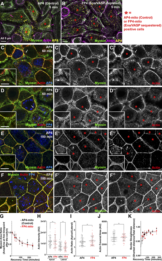 Ena/VASP proteins are not essential for assembling specialized actomyosin structures at the ZA.(A–F) Representative images of different time points during recovery. Control (AP4) or VASP-sequestered (FP4). *, FP4mito- or AP4mito-expressing cells. (G–K) Quantification. There was no difference between control and VASP-sequestered cells in narrowing of myosin arrays (G), actin intensity (H), apical actin polarization (I), actin bundling (J), or junction straightening (K). White arrows, locations of the zoom-in insets. In G, numbers for each time point are in Table S1. n = individual borders (H–J); AP4 = 47 (H and I), FP4 = 43 (H and I), AP4 = 47 (J), FP4 = 40 (J). mito., mitochondria. In K, representative of nine experiments with two to six borders quantified/experiment/time point. Statistical analysis performed using unpaired two-way t tests (H–J). Error bars represent mean ± SD. Refer to the image caption for details.