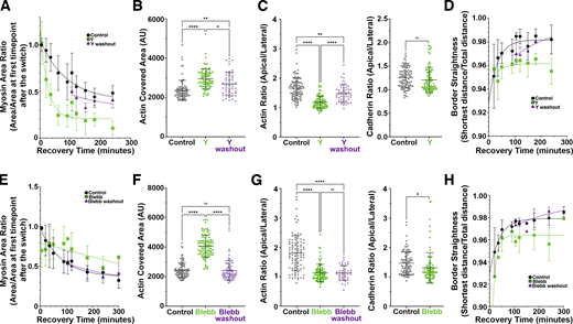 Myosin activation and motor activity are important for actin bundling and polarization at the ZA. Quantification. (A–D) ROCK inhibition. (E–H) Myosin ATPase inhibition. Inhibiting ROCK reduces junctional myosin (A), while blebbistatin reduces narrowing of myosin stacks (E). Both inhibitors reduce actin bundling at the ZA (B and F), apical actin polarization (C and G, left), and border straightening (D and H). In A and E, numbers for each time point are in Table S1. n = individual borders; control = 80, Y = 80, Y washout = 48 (B); control = 95, Y = 85, Y washout = 49 (C, right); control = 95, Y = 85 (C left); control = 93, blebb = 97, blebb washout = 69 (F); control = 95, blebb = 89, blebb washout =42 (G, right); and control = 95, blebb = 89 (G, left). In D, representative of seven (control, Y) or three (washout) experiments with two fields of cells/experiment/time point, with seven to nine borders quantified/field. In H, representative of five (control, blebb) or two (washout) experiments with two fields of cells/experiment/time point, with seven to nine borders quantified/field. Statistical analysis was performed using one-way ANOVA tests and post hoc Tukey tests (B, C, F, and G). Error bars represent mean ± SD. ****, P < 0.0001; **, P < 0.01; *, P < 0.05.