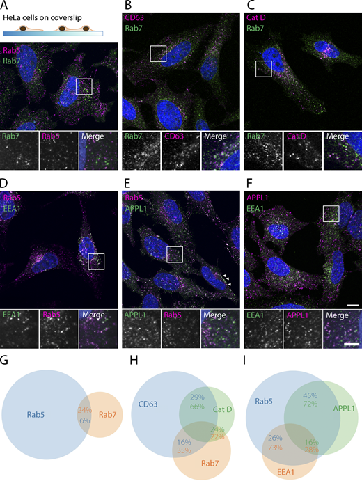 IF of endolysosomal markers reveals overlapping yet separate localization patterns. Pictures are confocal images (slices) of double-labeled, permeabilized HeLa cells fixed with 4% FA. (A) Rab5 and Rab7 predominantly mark separate organelles. (B and C) Rab7 partially colocalizes with CD63 and Cathepsin D. (D) EEA1 labels a perinuclear subpopulation of Rab5 endosomes. (E) APPL1 labels a peripheral pool of Rab5 endosomes. Note the presence of APPL1 endosomes just below the plasma membrane (arrowheads). (F) EEA1 and APPL1 show little overlap. (G–I) Venn diagrams based on colocalization analysis of labeling combinations in A–F. Circle size is proportional to total dots detected for a protein, overlap to number of colocalized dots. Images were analyzed by dot detection in two or three channels, after which overlapping dots were classified as colocalized particles. Percentages represent the colocalized fraction of the correspondingly colored protein. See Materials and methods for a more detailed description of the analysis; see Table S1 for SDs and cell and organelle numbers. Scale bars, 10 µm in larger images; 5 µm in insets.