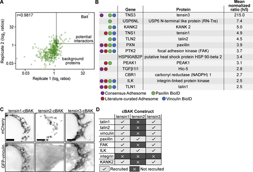 Tensin3 interaction partners revealed by proximity biotinylation (A and B) and the mitochondrial targeting system (C and D). (A) Scatter plot showing the correlation of the SILAC colocalization log2 ratio of the two tensin3 BioID repeats (data set in file Table S1). The majority of proteins are background proteins (bottom left of the graph); those on the top right of the graph (SILAC ratio ≥2.5) were considered as enriched. The two repeats were highly reproducible with a correlation coefficient of r = 0.9817. (B) Table listing the proteins identified from the BioID experiments using a cut-off ≥2.5 (Ratio of Heavy/Light). (C) Co-expression of mCh-tensin1-, tensin2-, or tensin3-cBAK with GFP-vinculin in NIH3T3 cells shows that GFP-vinculin co-localizes at mitochondria with both tensin1- and tensin3-cBAK but not tensin2-cBAK. (D) Summary table of which cell-matrix adhesion proteins co-localised with mCh-tensin1-, tensin2-, or tensin3-cBAK in NIH3T3 cells; scale bar indicates 10 µm. Refer to the image caption for details.