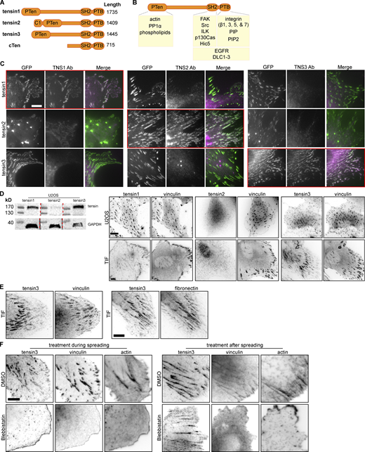 Characterisation of tensin specific antibodies and tensin localization. (A) Schematic of the four human tensin family members. Tensin1-3 have an N-terminal region homologous to phosphatase and tensin homolog (PTEN). Tensin2 has an N-terminal lipid-binding C1 domain. All four family members have C-terminal Src-homology 2 (SH2) and phosphotyrosine-binding (PTB) domains. The middle regions are largely unstructured with little amino acid sequence homology between family members. (B) Schematic showing various reported interaction partners of the tensin family, including: cytoplasmic domains of beta integrin subunits (β1, β3, β5, β7) with the PTB domain that reportedly supports integrin activation; the SH2 domain with p130CAS; actin to the N-terminus; the Rho GAPs DLC1-3 to both the N- and C-termini; growth factor receptors (EGFR, cMET) and additional FA proteins (e.g., FAK and p130Cas, Hic5 and ILK) to the C-terminus. (C) NIH3T3 mouse fibroblasts were transfected with the indicated GFP-tagged human tensin constructs and immunostained with antibodies against (human) TNS1, TNS2, or TNS3. Note that the respective antibodies detect only the expressed tensin member they are directed against (i.e., tensin1 antibody detects only over-expressed GFP-tensin1, tensin2 antibody only the expressed GFP-tensin2 and the tensin3 antibody only the GFP-tensin3; indicated by red boxes). (D) Expression of tensin1, 2, and 3 in U2OS and TIF cells evaluated by Western blot and immunofluorescence. A whole cell lysate from U2OS cells was run on the same gel separated by ladder lanes. After transfer, the membrane was cut and incubated with individual tensin antibodies and GAPDH separately (since tensin1, 2, and 3 have a similar molecular weight). (E) Left panel: TIF cell stained for vinculin and tensin3, note that tensin3 localises more to the centrally located adhesions and vinculin to the peripheral adhesions; right panel: TIF cell stained for tensin3 and fibronectin, note the similar localization. (F) Left panels: TIF cells were treated in suspension with blebbistatin (50 µM) or an equivalent volume of DMSO, for 60 min. Cells were fixed after spreading on fibronectin-coated glass for 60 min. Note the absence of tensin3- or vinculin-positive structures in blebbistatin-treated cells. Right panels: TIF cells cultured overnight on fibronectin-coated glass were treated with blebbistatin (50 µM) or an equivalent volume of DMSO, for 45 min prior to fixation. Scale bars in C–F indicate 10 µm. Source data are available for this figure: SourceData FS1.