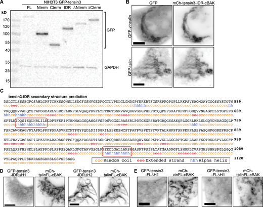 Talin and vinculin interact with the IDR of tensin3. (A) Western blot of tensin3 constructs N-terminally tagged with GFP expressed in NIH3T3 cells. (B) Co-expression of mCh-tensin3-IDR-cBAK with either GFP-vinculin or GFP-talin1 in NIH3T3 cells reveals either protein is recruited to the tensin3 IDR at mitochondria. Scale bar indicates 5 µm. (C) Secondary structure prediction of the tensin3 IDR (aa490-1120). Red boxes indicate the H1 and H2 regions. (D) mCh-talinFL-cBAK was expressed in NIH3T3 cells together with a tensin3-IDR construct lacking either the H1 (GFP-tensin3-IDR∆H1) or H2 (GFP-tensin3-IDR∆H2) motif. Note the absence of co-localization between GFP-tensin3-IDR∆H1 and mCh-talinFL-cBAK, indicating that the H1 motif is responsible for this interaction. (E) A tensin3 construct lacking the H1 motif (GFP-tensin3-FL∆H1) co-expressed in NIH3T3 cells with either mCh-vinFL-cBAK or mCh-talinFL-cBAK is not recruited to mitochondria under either condition. Scale bars in B and C indicate 10 µm. Source data are available for this figure: SourceData FS3.