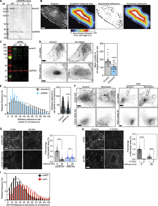 Tensin3 is required for fibronectin fibrillogenesis. (A) Generation of TNS3 KO cells using CRISPR; Western blot shows endogenous tensin3 levels in WT and 3 clonal populations generated following CRISPR. Clone #2 was a complete KO line (all cells were depleted of TNS3); clones #1 and #3 were a mixed population of KO and WT cells. (B) Analysis of (normalized) distance of adhesion structures from the cell periphery: a region of interest (ROI) was drawn around the edge of the cell to be analyzed. The ROI was filled with the Fill command, then the threshold function was used to select the pixels within the cell ROI, and converted to a binary image. The Distance Map function was used to create a Euclidean distance map (EDM), which was multiplied by the pixel size to convert to distance in µm. The resulting image was divided by the maximum distance value, then multiplied by 100 to convert to normalized distance between 0 and 100% (displayed here in a heat-map). Adhesion structures in the original image were segmented, and the resulting adhesion ROIs were applied to the normalized distance image. The mean intensity of each adhesion ROI was measured, which gives the normalized distance from the cell periphery, where 100 is the centre and 0 is the cell edge. Scale bar indicates 10 µm. (C) Western blot of endogenous tensin3 in TIFs after 2 rounds of transfection with either scrambled siRNA (Ctrl) or two different oligos targeting tensin3 separately (siRNA #1 or siRNA #2). Strongest knockdown was achieved with siRNA #1 alone, which was used for subsequent experiments. (D) Representative images of TIFs after siRNA-mediated knockdown of tensin3 as described above. Cells were cultured on fibronectin-coated glass overnight prior to fixation, then immunostained for α5 integrin. Quantification shows that tensin3 knockdown reduced the number of α5 integrin-positive adhesions. Errors bars are SEM; n = 14 (Control) or 16 (siRNA #1) cells; *** indicates P < 0.001 (t test). (E) Histograms and accompanying gaussian curve fit for the normalized distance (percent of maximum) of each a5-integrin positive adhesion structure from the cell edge to the cell centre; bar graphs show the mean and SEM of the normalized distance of all the adhesions; n = 3,913 (Control) and 2,450 (siTensin3) adhesions from 21 to 21 cells, respectively; **** indicates P < 0.0001, Mann-Whitney t test. Results are representative of two independent repeats. (F) Representative images of endogenous tensin3 co-localization with fibronectin in U2OS WT and TNS3 KO or TIFF control and TNS3 siRNA-treated cells. (G) Representative images (background subtracted) of fibronectin fibrils produced by U2OS WT or U2OS TNS3 KO cells spread overnight on fibronectin-coated soft (5 kPa) or stiff (50 kPa) polyacrylamide gels. Quantification of fibril formation (as performed for Fig. 7, A–C) normalized to WT cells on 5 kPa polyacrylamide gel shows that absence of tensin3 reduces significantly fibronectin fibril production on all substrates. Error bars are SEM, n = 63–77 squares from 30 to 35 images, pooled from three independent experiments; **** indiciates P < 0.0001 (Kruskal-Wallis ANOVA with Dunn’s multiple comparison test). (H) Representative (background subtracted) images of fibronectin fibrils produced by WT U2OS cells spread overnight on fibronectin-coated soft (5 kPa) or stiff (50 kPa) polyacrylamide gels in the presence of either DMSO (−) or Y-27632 (+). Quantification of fibril formation (as above) normalized to DMSO-treated cells on 5 kPa polyacrylamide gels shows that Y-27632 treatment dramatically reduces fibronectin fibril formation on all substrates. Error bars are SEM, n = 60–86 squares from 30 to 35 images, pooled from three independent experiments; **** indiciates P < 0.0001 (Kruskal-Wallis ANOVA with Dunn’s multiple comparison test). (I) Histograms and accompanying gaussian curve fit (related to Fig. 7 D) for the normalized distance (percent of maximum) of the distance of fibronectin (647-FN) fibers from the cell periphery formed by vinculinKO MEFs with or without expression of mCh-vinFL. Note that cells without vinculin have fewer centrally-located FN fibrils compared to cells expressing mCh-vinFL. Scale bars in E and F indicate 10 µm. Source data are available for this figure: SourceData FS5.
